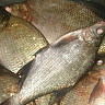Саратовские рыбаки ловят на набережной Волги лещей